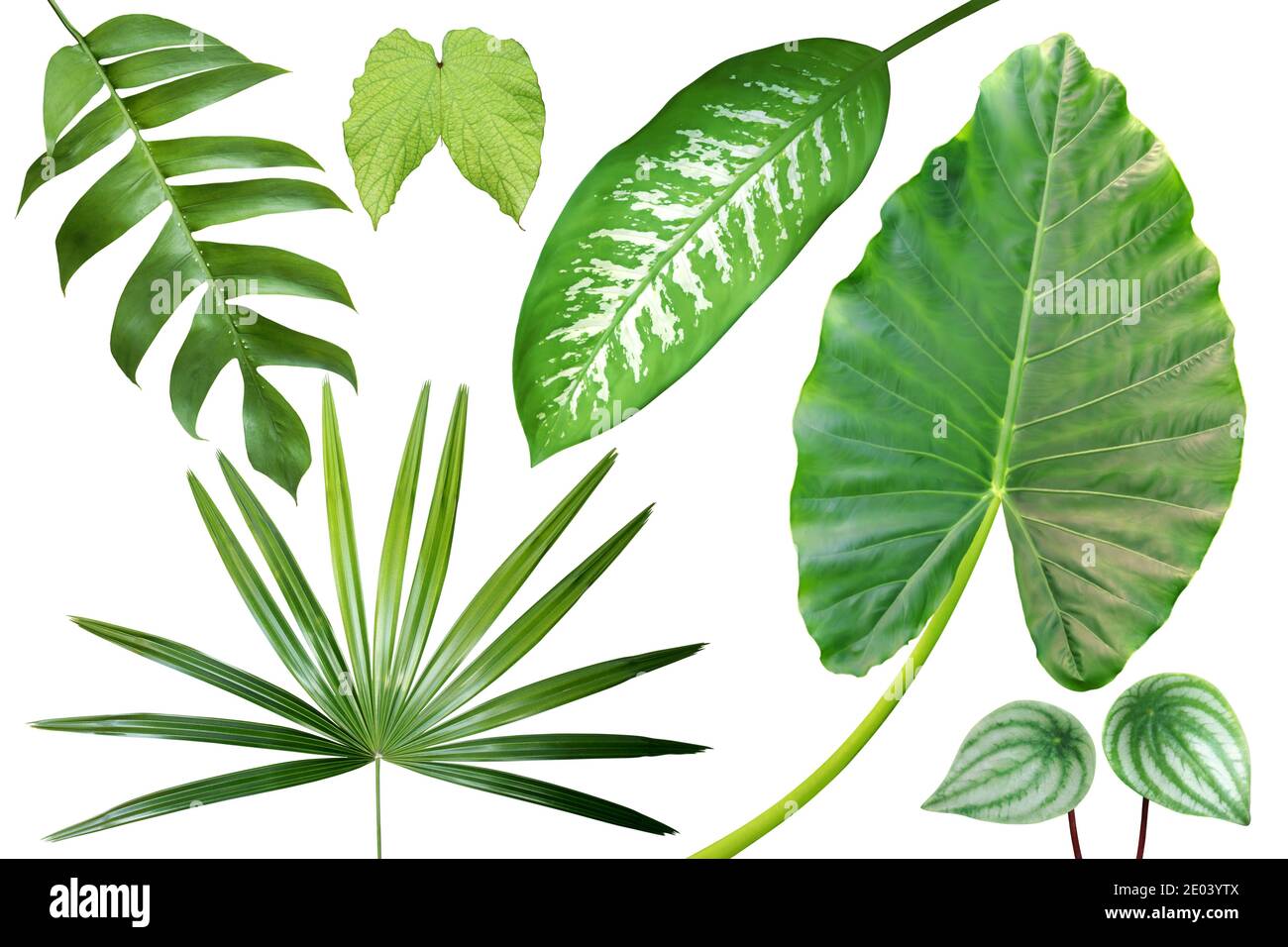 Collection of Exotic Tropical Green Leaves Isolated on White Background with Clipping Path Stock Photo