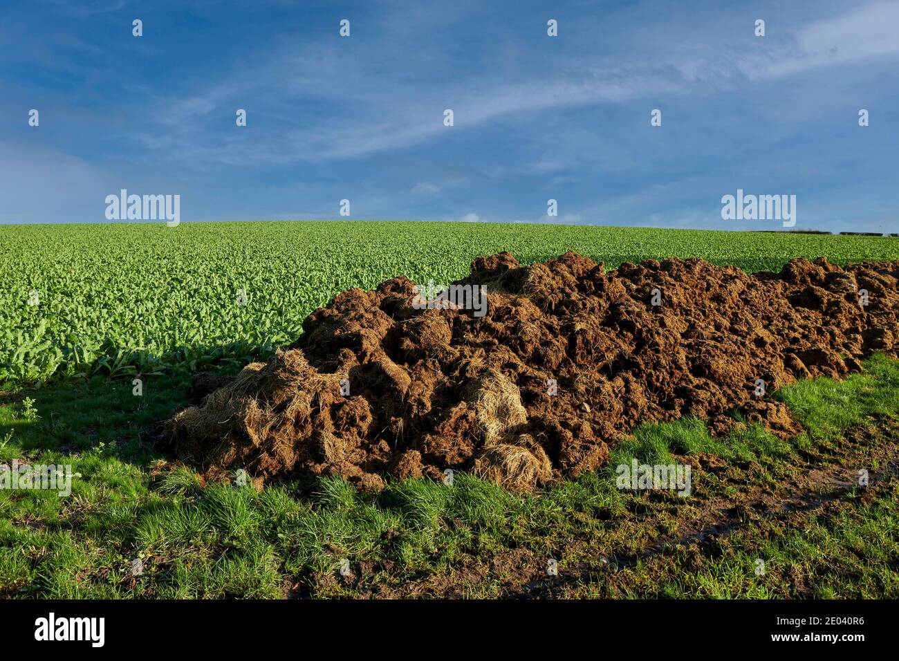 Heap of Manure in field ready for Spreading Stock Photo