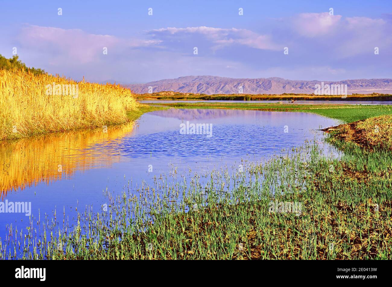 Quiet backwater near the river with a reflection of golden reeds and ripples on the water Stock Photo