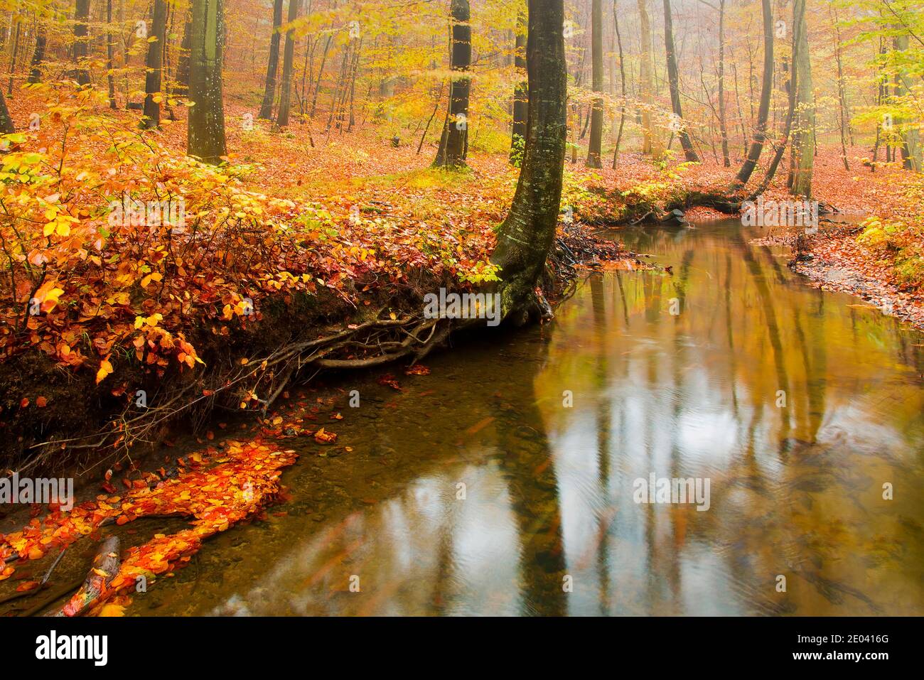 Autumn colours in the forests of Jutland, Denmark Stock Photo