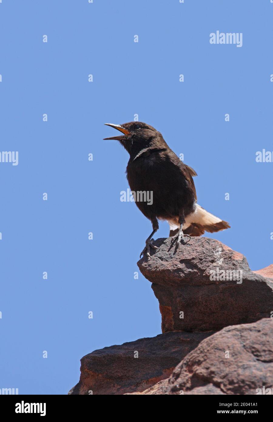 Black Wheatear (Oenanthe leucura syenitica) adult male perched on cliff in song  Morocco         May Stock Photo