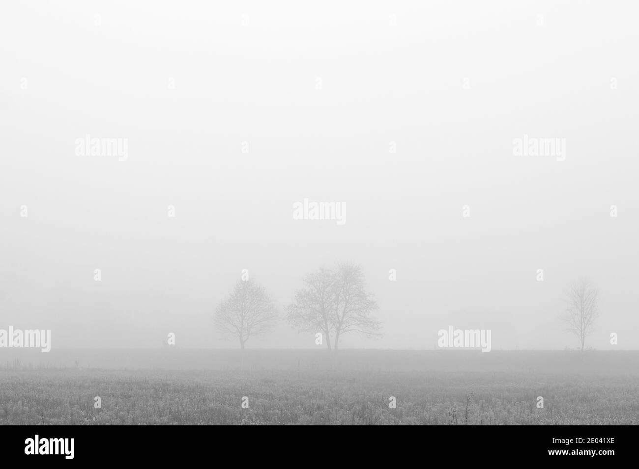 Trees on fog in Black and White Stock Photos & Images - Alamy