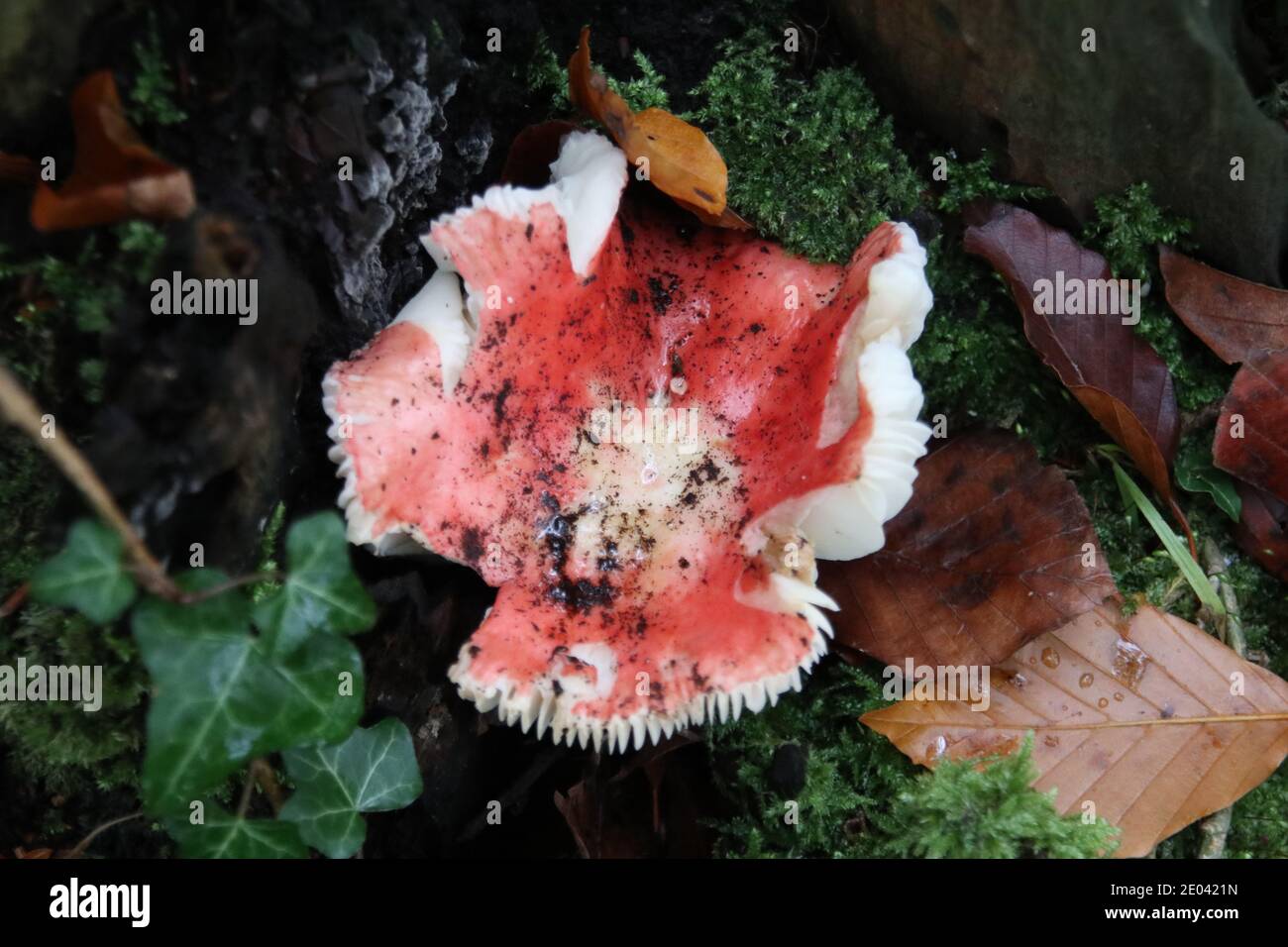 Beechwood sickener fungus, Russula nobilis Stock Photo