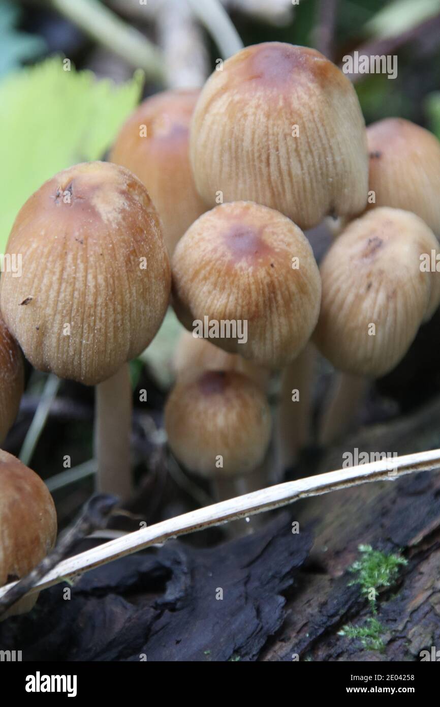 Glistening inkcap fungus, Coprinellus micaceus Stock Photo