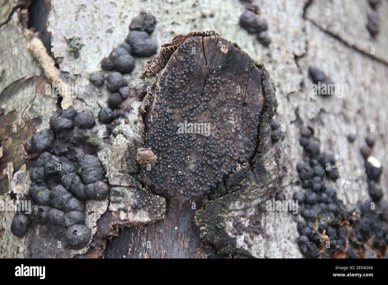 Hazel woodwart fungus, Hypoxylon fuscum Stock Photo