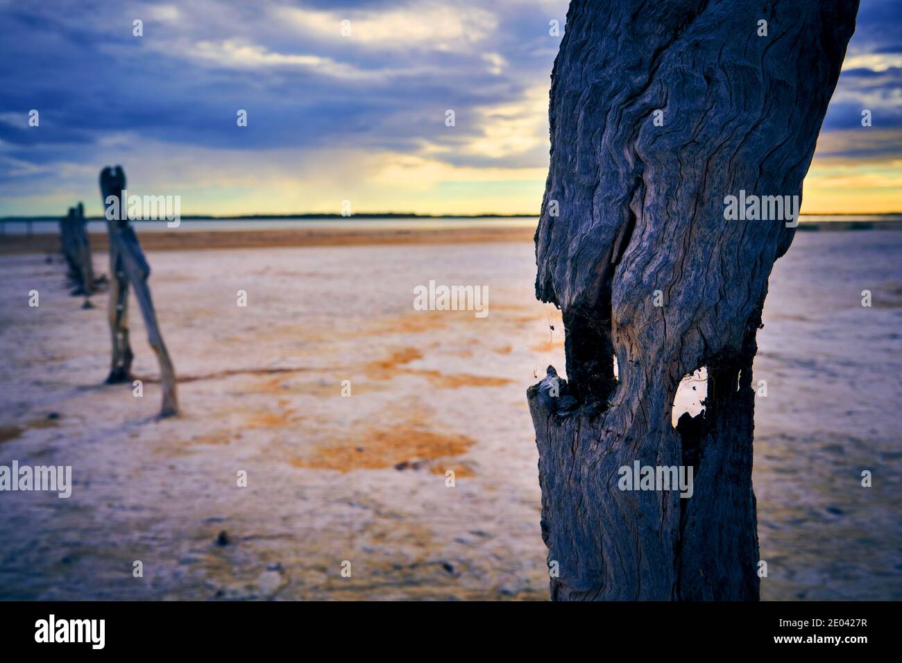 Digitally altered image of old rotting fence posts on the shore of the Coorong. A saline body of water contained between farmland and the Indian Ocean Stock Photo