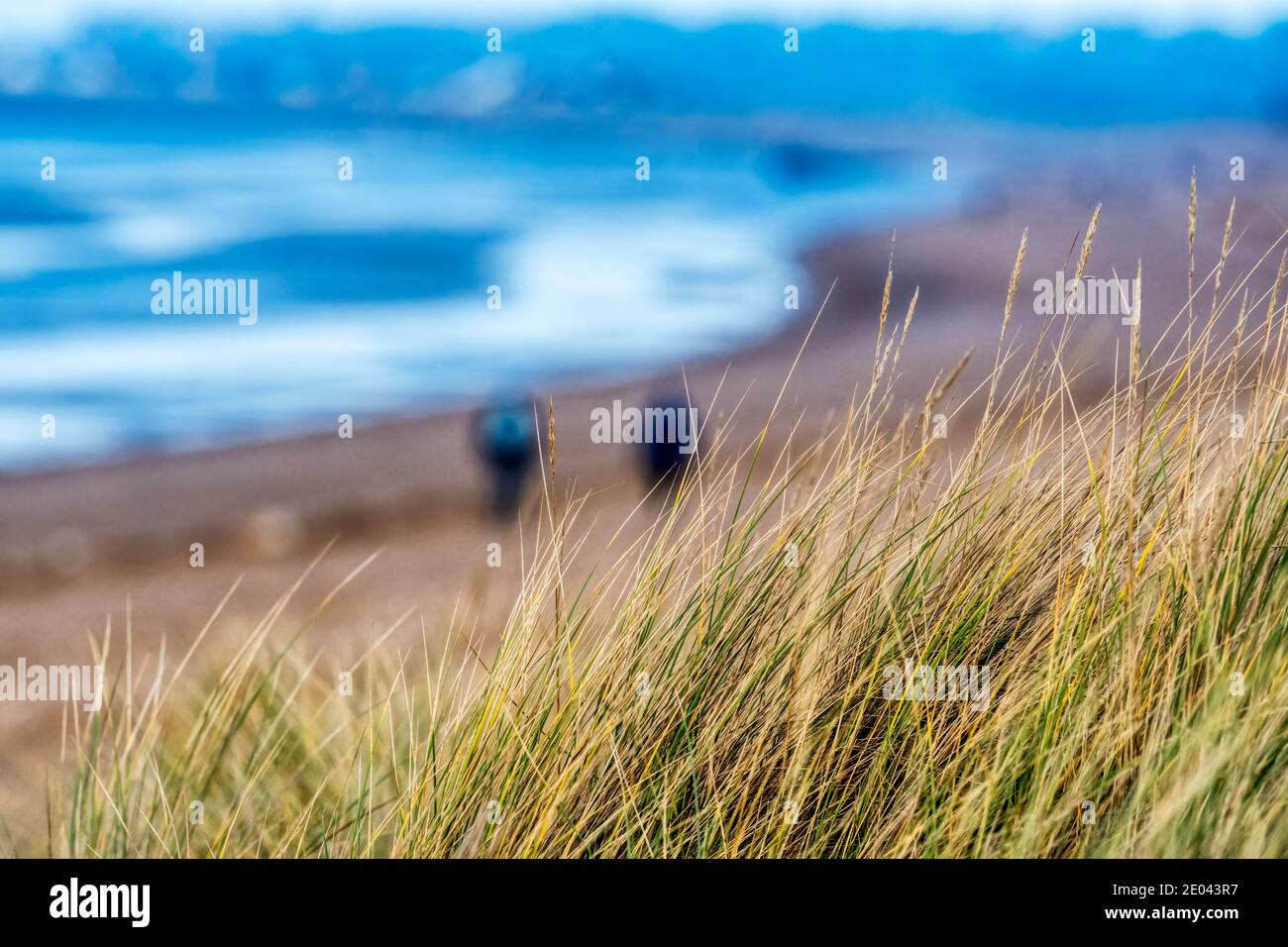 Out of focus people on beach seen behind grass on dunes. Stock Photo