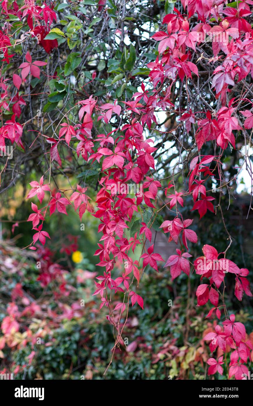 Stunning autumn leaves Stock Photo