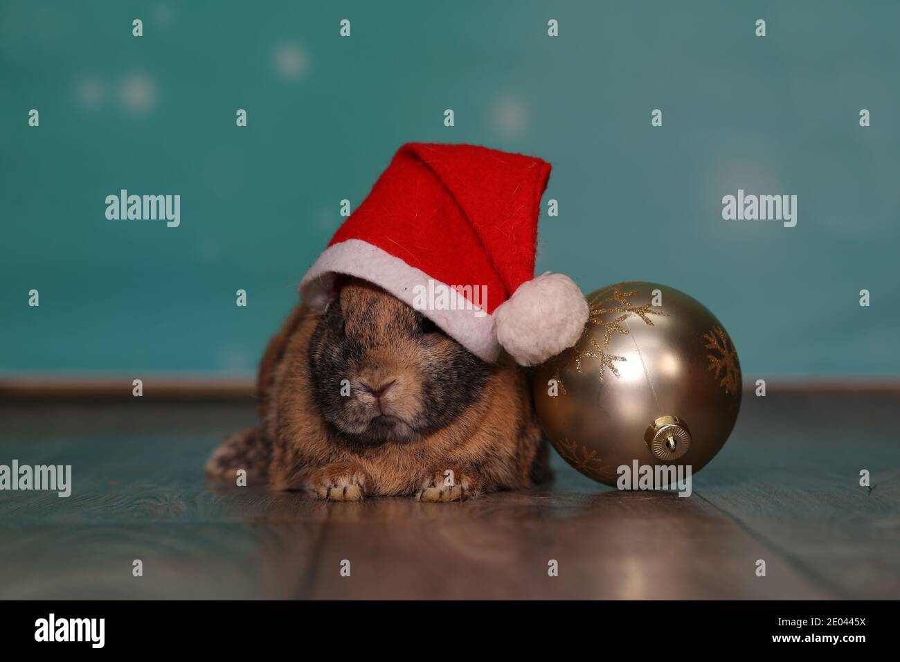 Red-haired dwarf rabbit in a Christmas hat. Stock Photo