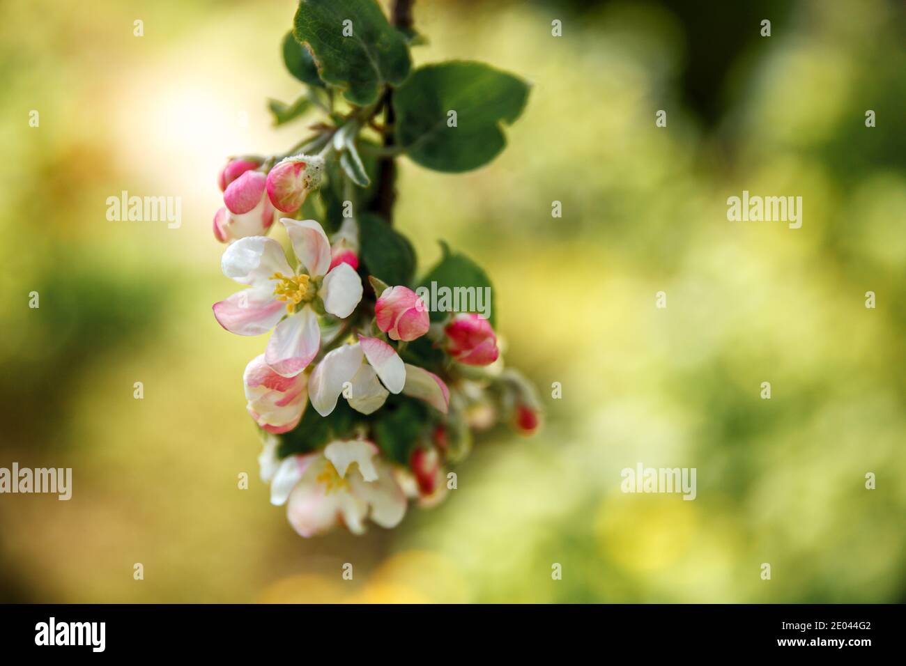 Beautiful White Apple Blossom Flowers In Spring Time Background With Flowering Apple Tree Inspirational Natural Floral Spring Blooming Garden Or Park Flower Art Design Selective Focus Stock Photo Alamy Beautiful White Apple Blossom Flowers In Spring Time Background With Flowering Apple Tree Inspirational Natural Floral Spring Blooming Garden Or Park Flower Art Design Selective Focus Stock Photo Alamy