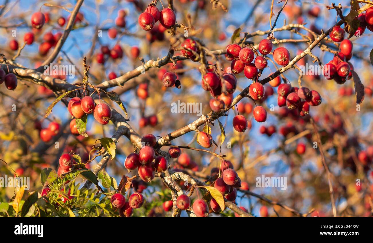 Red crabapples on the branch of the tree in White Rock Park. Selective focus, nobody. Stock Photo
