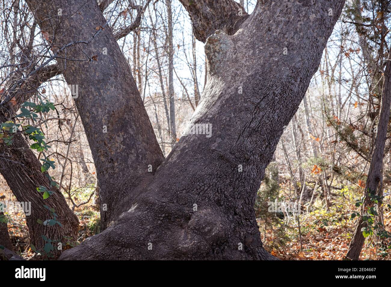 Old tree trunk, Arizona Stock Photo