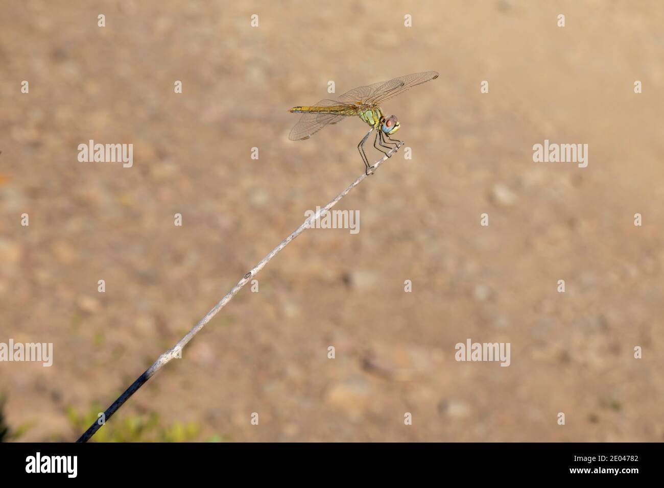 Female Common Darter (Sympetrum striolatum) dragonfly at rest Stock Photo