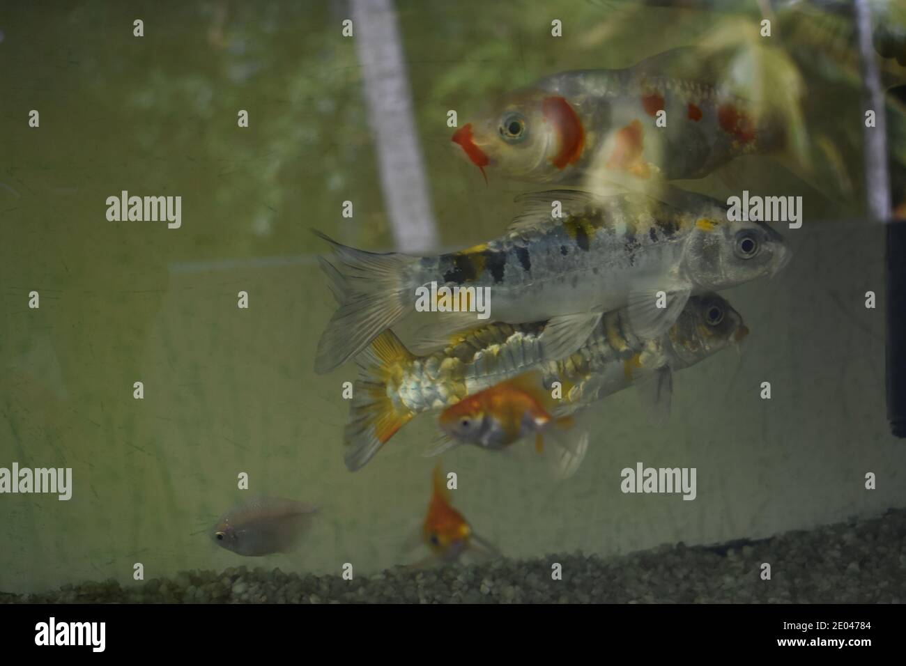 Fish in a tank. Colombo, Sri Lanka Stock Photo Alamy