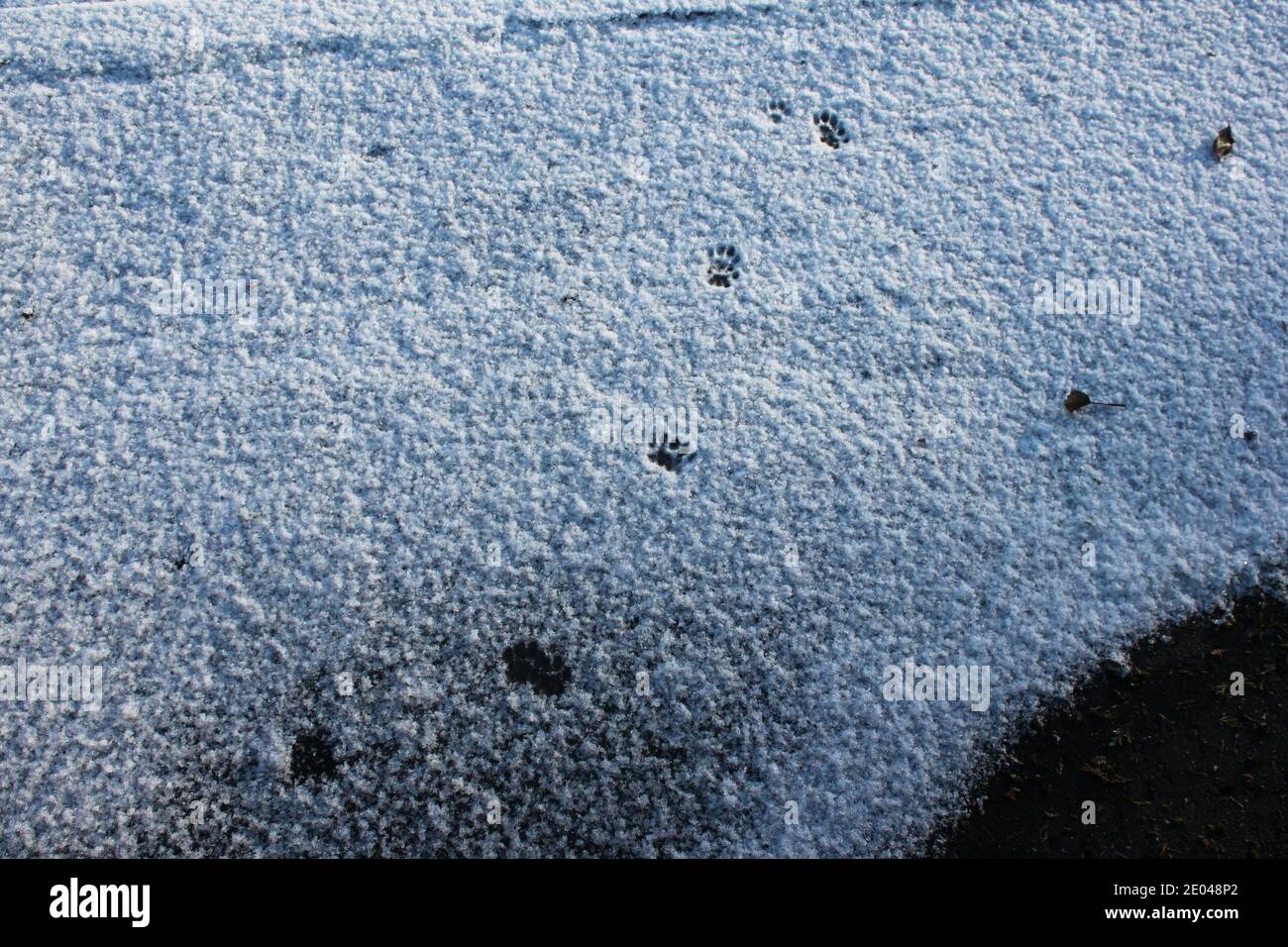 Random animal tracks imprinted in snow. Feline (cat) paw prints left in snow covered park. Winter parks, United Kingdom. Stock Photo