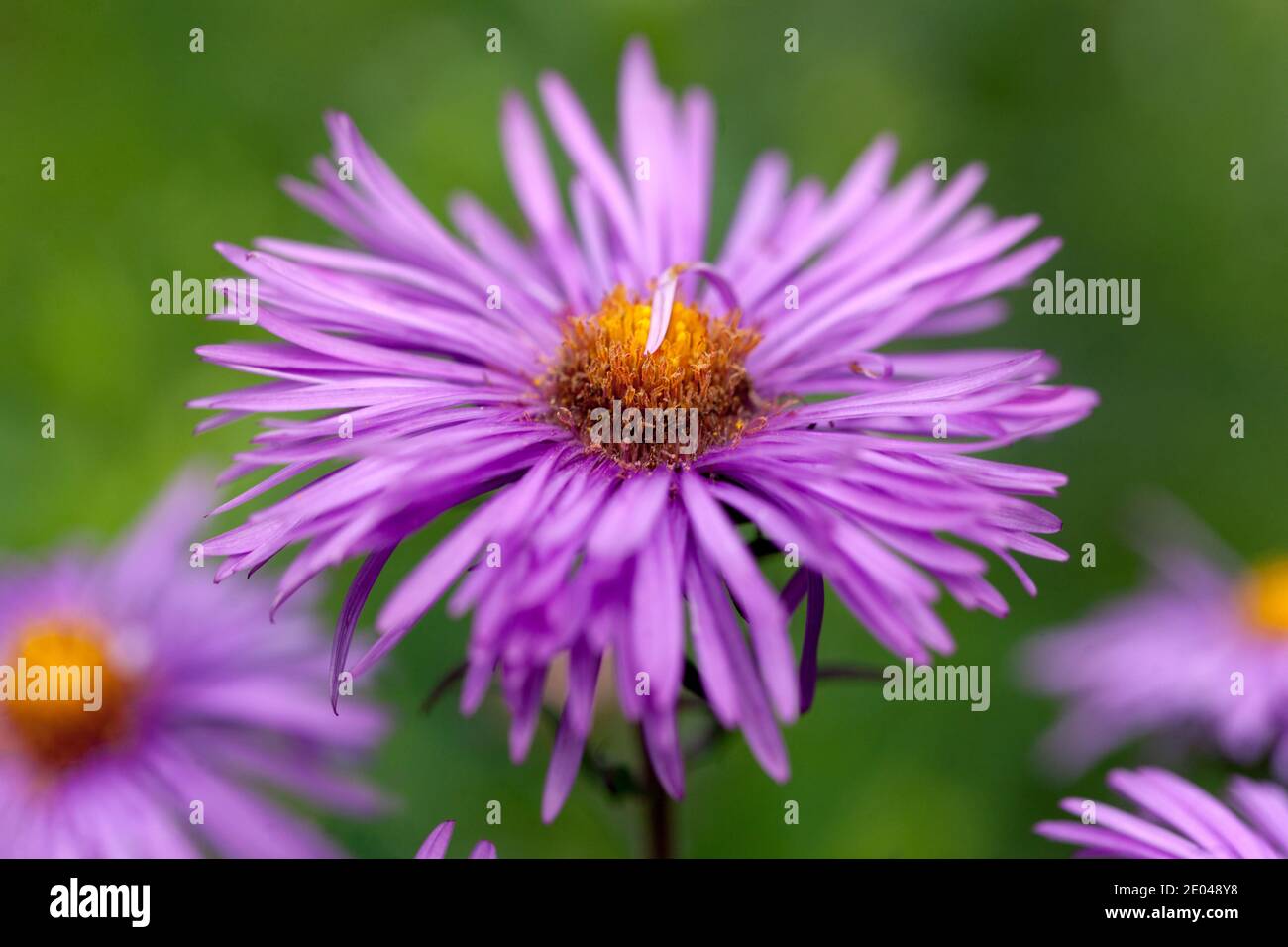 Michaelmas daisies garden autumn, Aster Mrs. S. T.  Wright Stock Photo