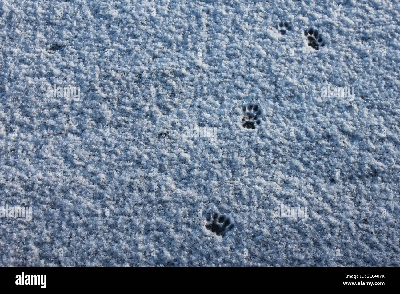 Animals walking in fresh snow. Winter tracks, animal (cat) paw prints in  dusting of snow. Winters in the United Kingdom. Stock Photo