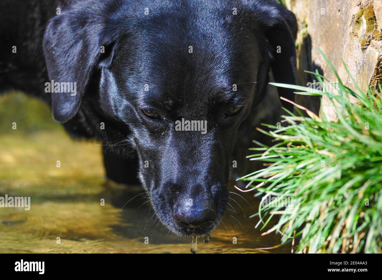 Black Labrador retriever pet in England UK Stock Photo Alamy