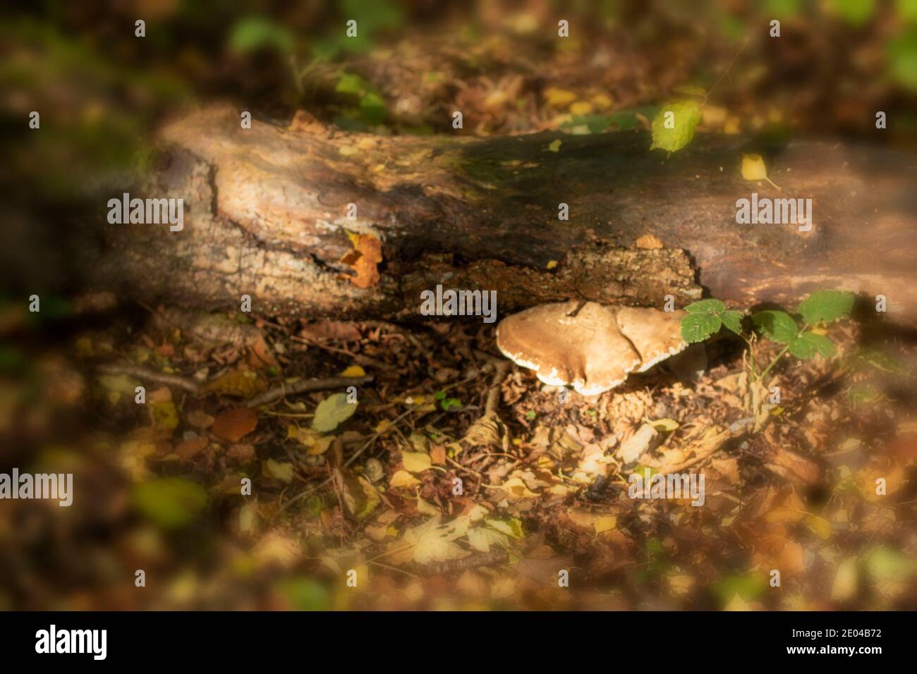 Fomitopsis betulina, birch polypore, natures recyclers Stock Photo