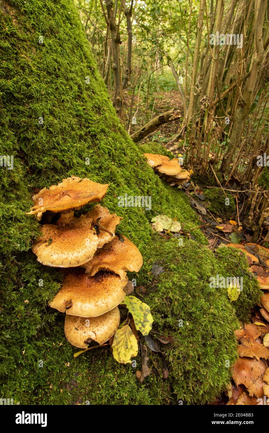 Intimate landscape featuring honey fungus at the base of a moss covered tree stump in a woodland setting, autumn Stock Photo