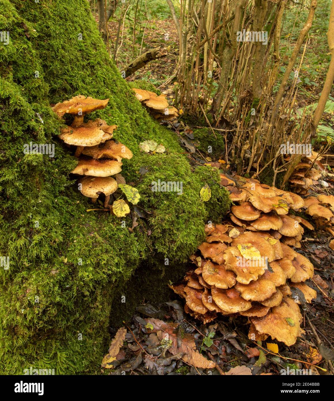 Intimate landscape featuring honey fungus at the base of a moss covered tree stump in a woodland setting, autumn Stock Photo