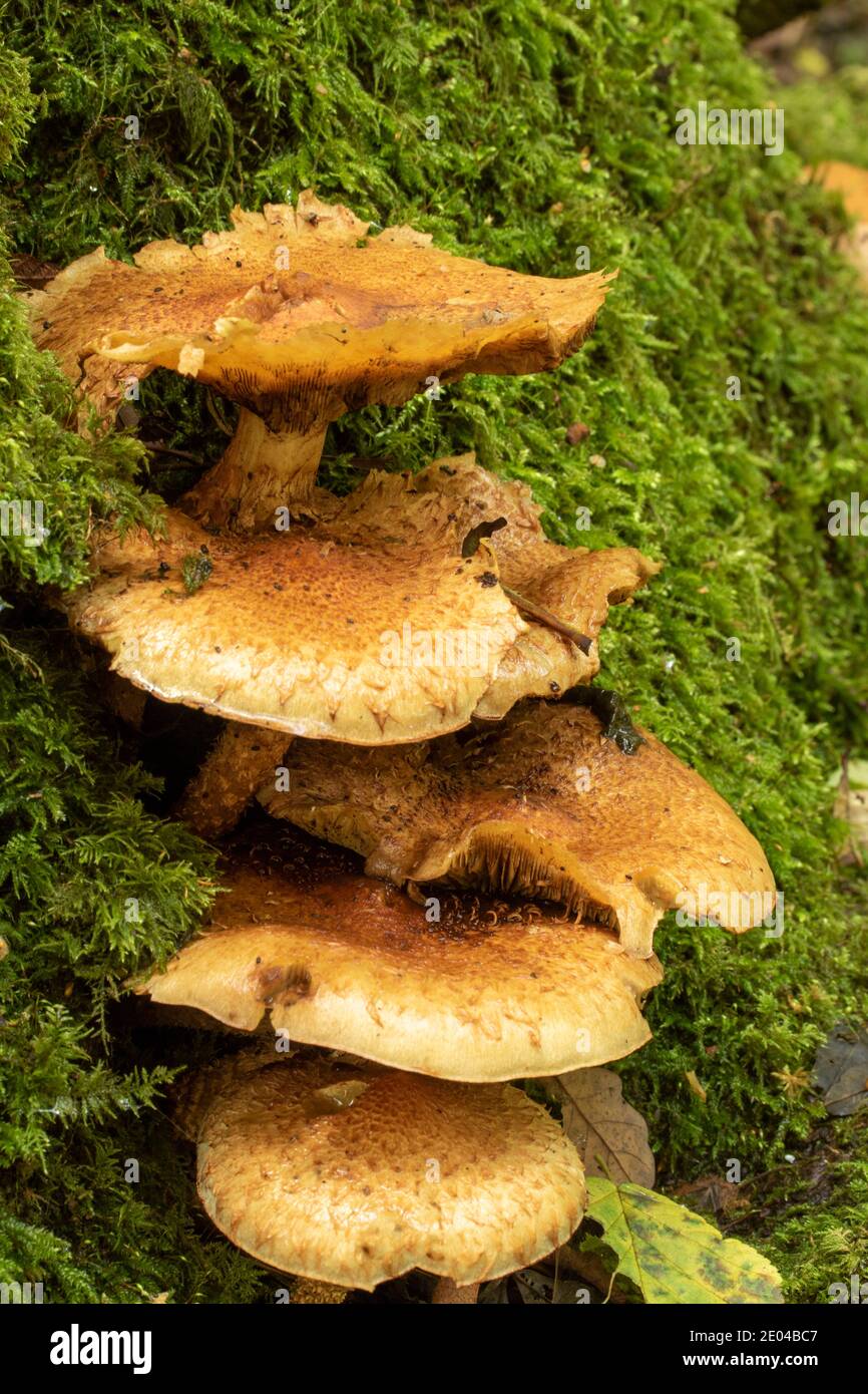 Milk Cap fungi amongst woodland litter Stock Photo