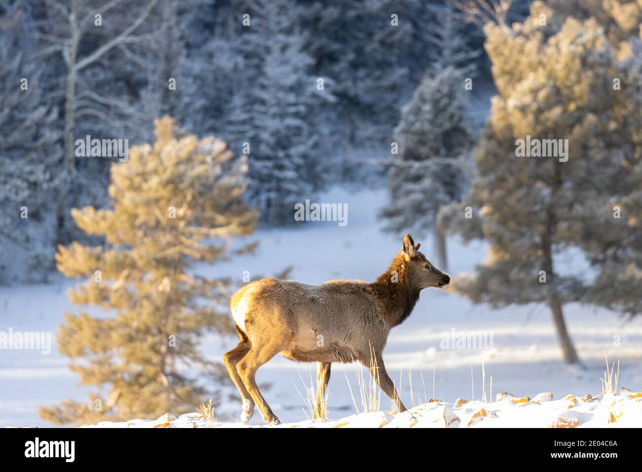 Young elk cow on a snowy hillside in the Pike National Forest of Colorado Stock Photo