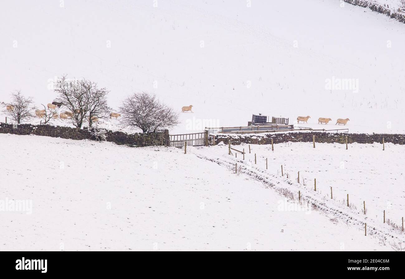 Flock of Sheep in the Cheshire farmland  countryside after a heavy snow fall  in winter Stock Photo
