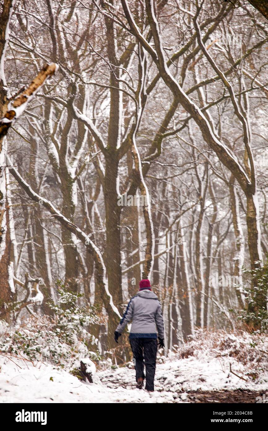 Woman walking along a path in snow covered woodland  in winter on Bosley Cloud near Congleton Cheshire England UK Stock Photo