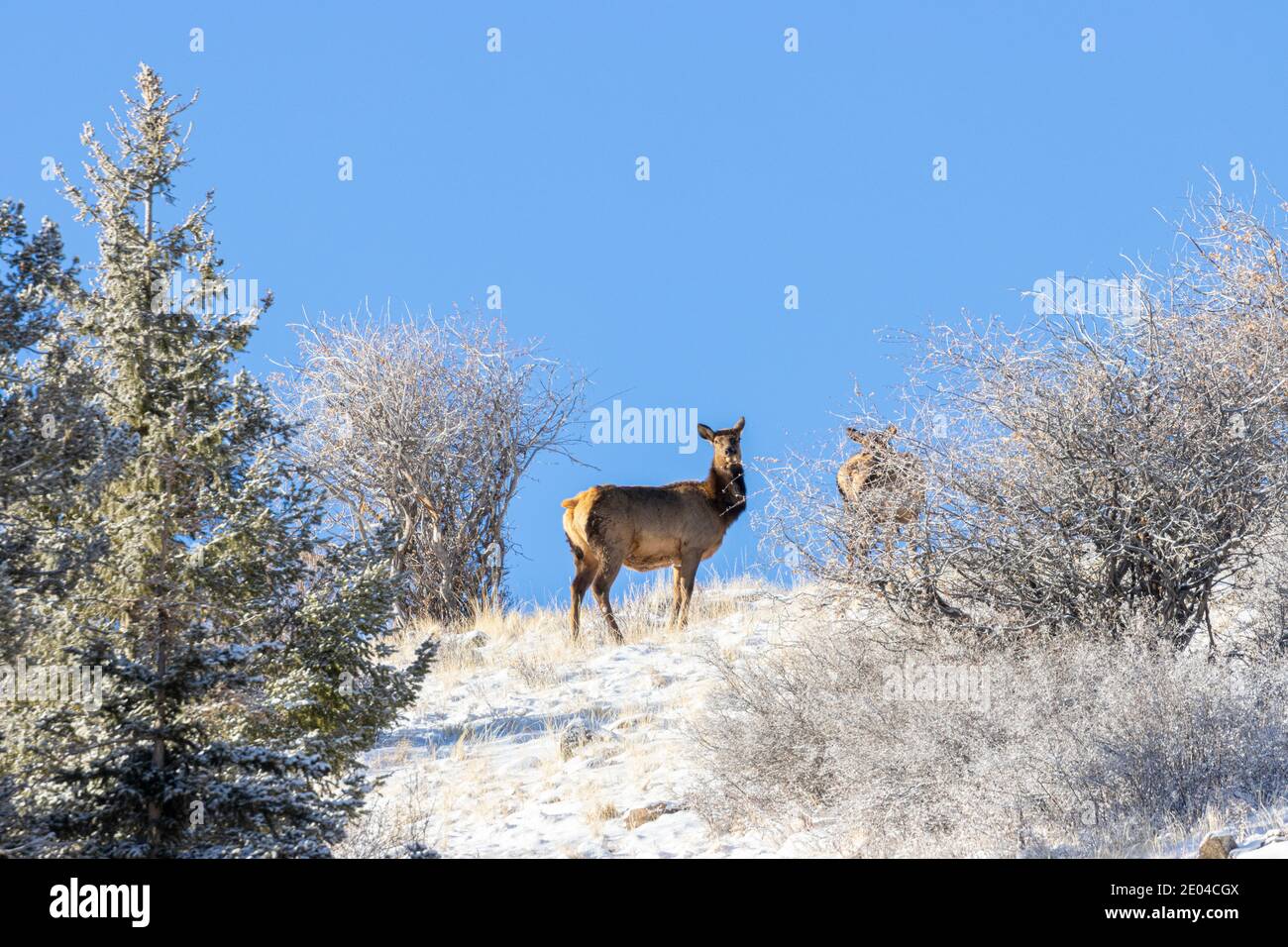 Herd of Rocky Mountain Elk on a snowy hillside in the Pike National Forest of Colorado Stock Photo