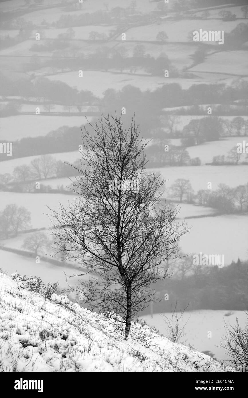 Single tree growing on the hillside  above the Cheshire plain on Bosley Cloud near Congleton Cheshire England in the snow during winter Stock Photo