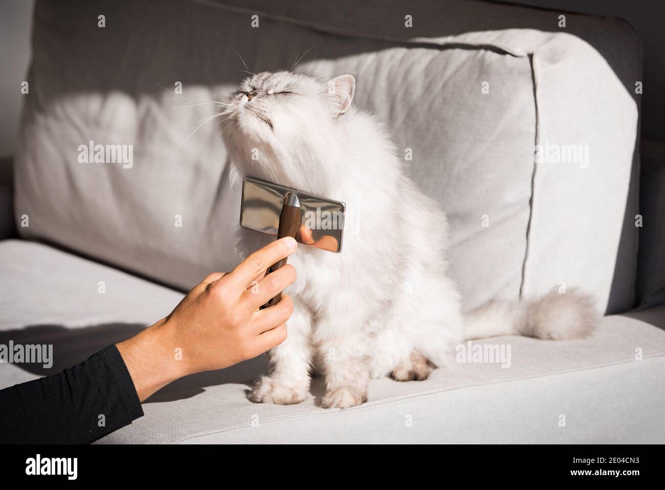Lovely cute longhaired cat is very happy to be brushed. Man combing his lovely pet. Comb brush for pets Stock Photo