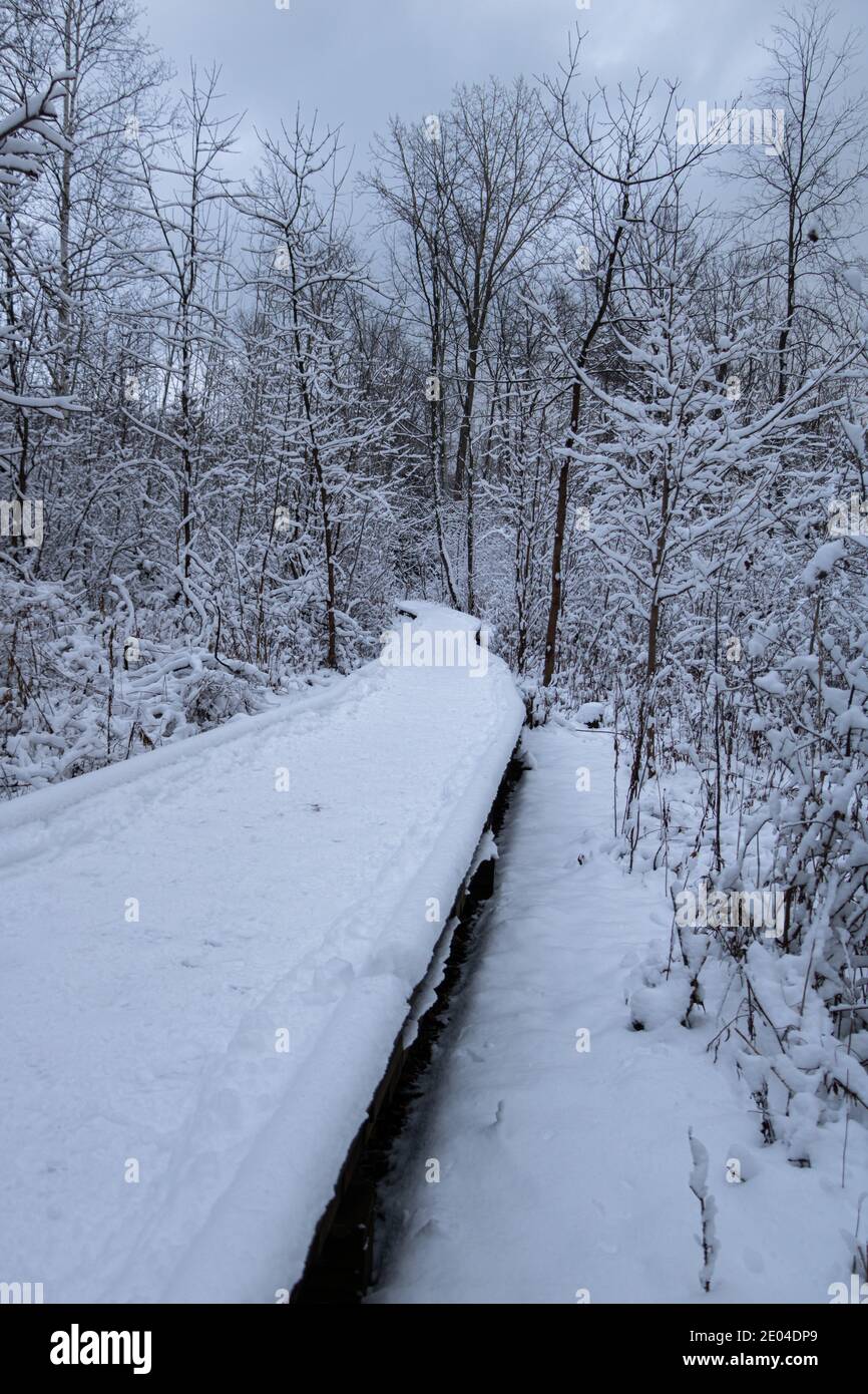 Snow Covered Boardwalk in Rattray Marsh Conservation Area Stock Photo