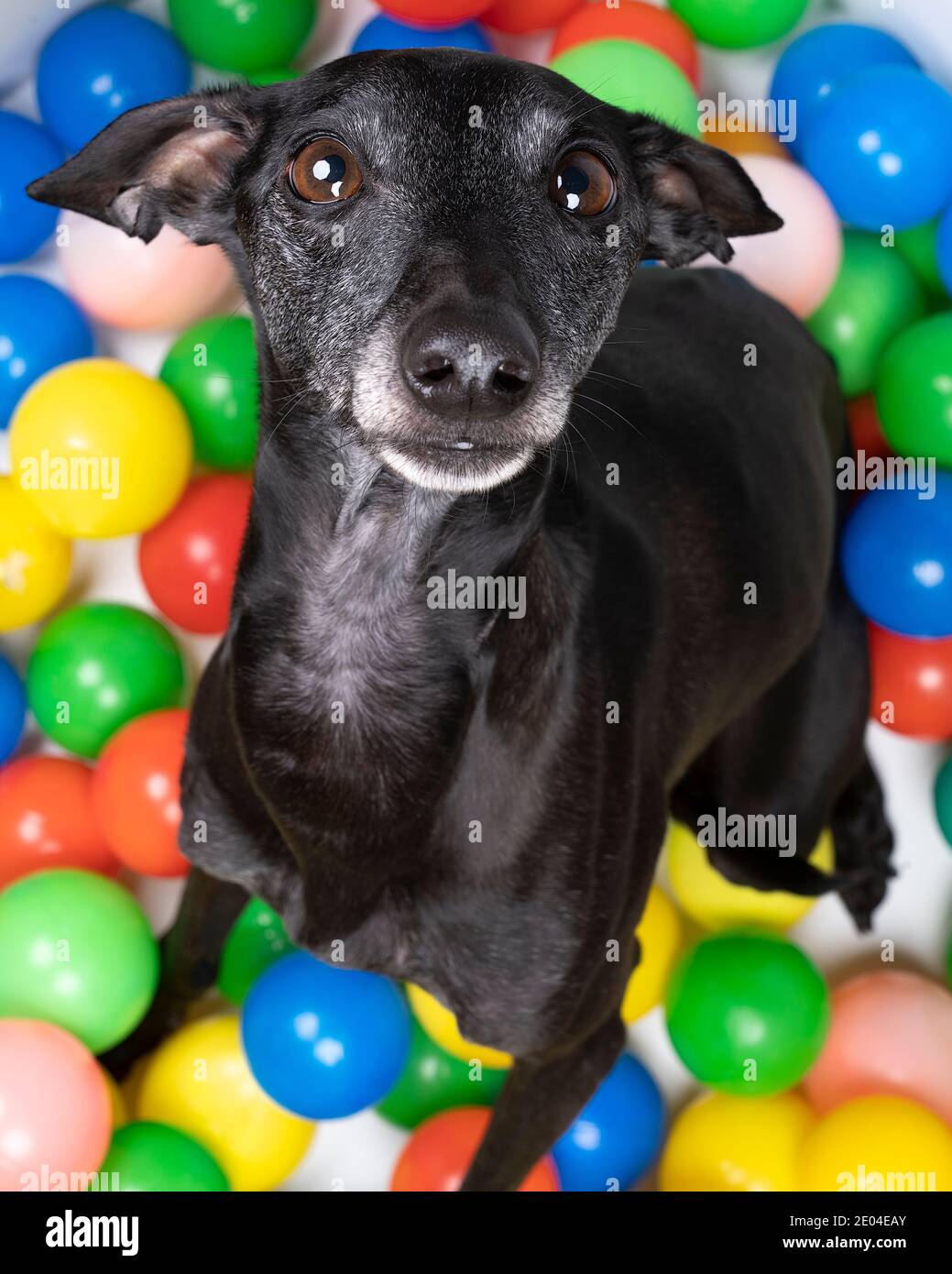 A brown Italian greyhound dog sitting in a colorful ball pit looking up top view Stock Photo