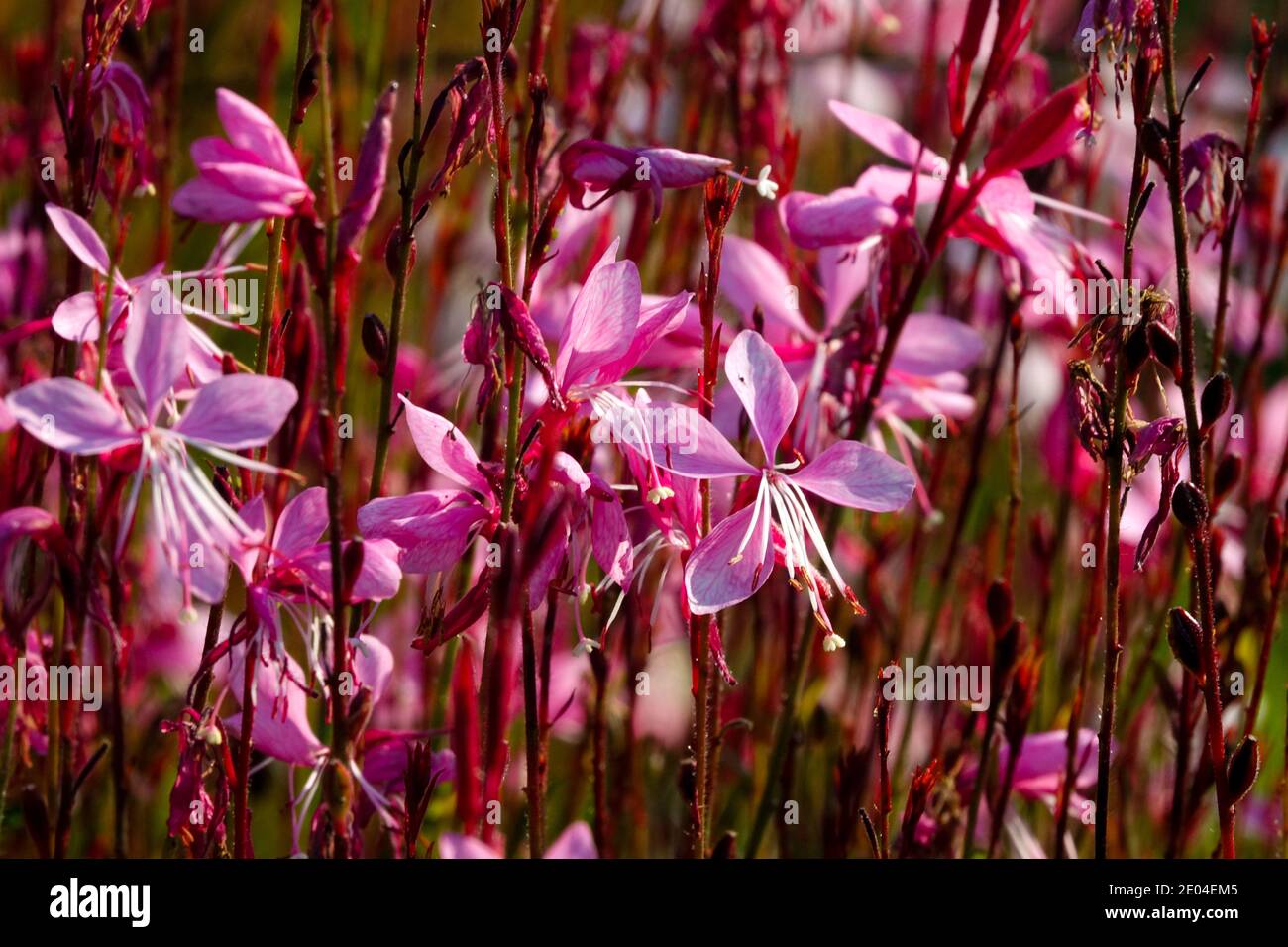 Pink Gaura lindheimeri 'Lillipop Blush' pink flowers blooming Oenothera lindheimeri flowering Stock Photo