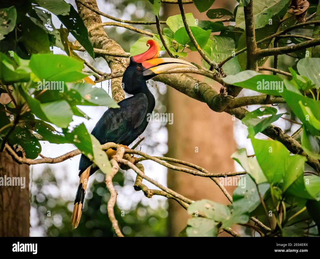 A rhinoceros hornbill in the jungles of Borneo Stock Photo