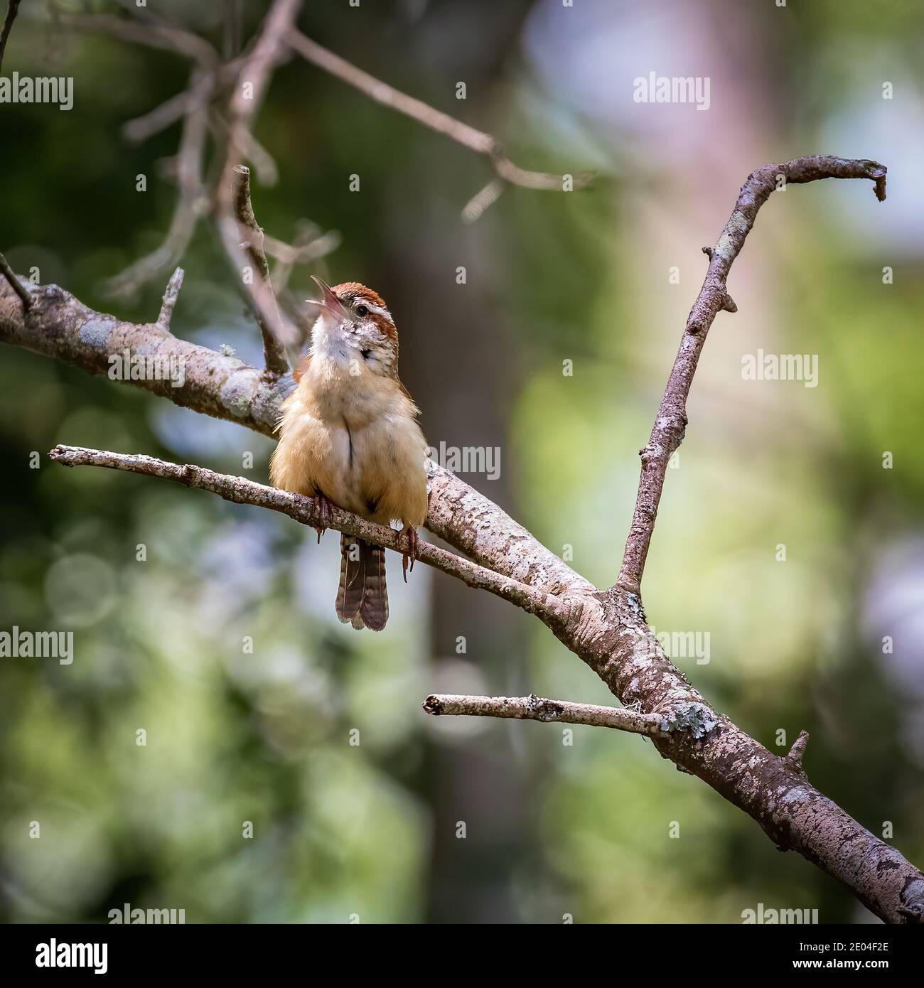 A singing carolina wren in North Carolina Stock Photo