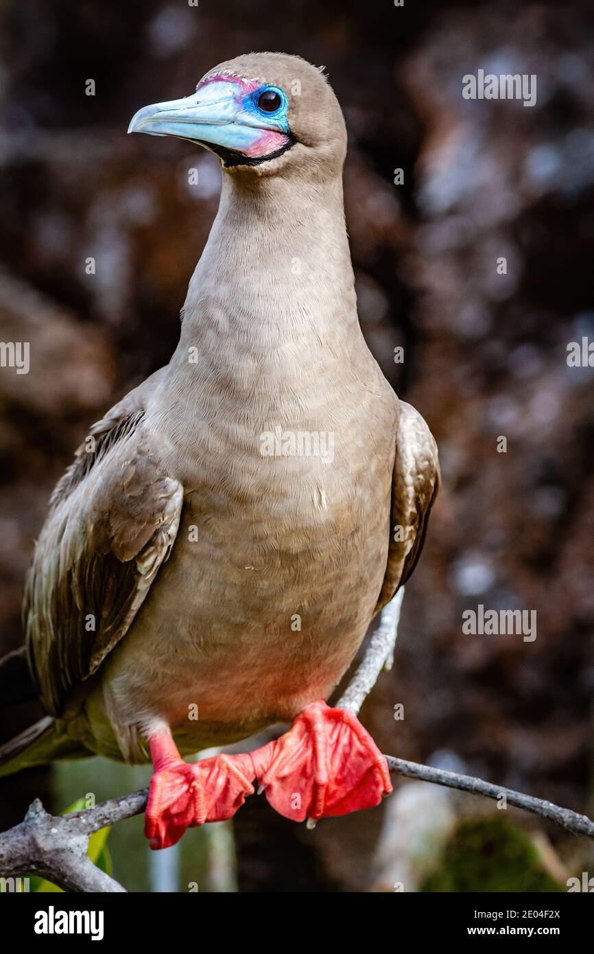 Portrait of red-footed boogy in the Galapagos Stock Photo