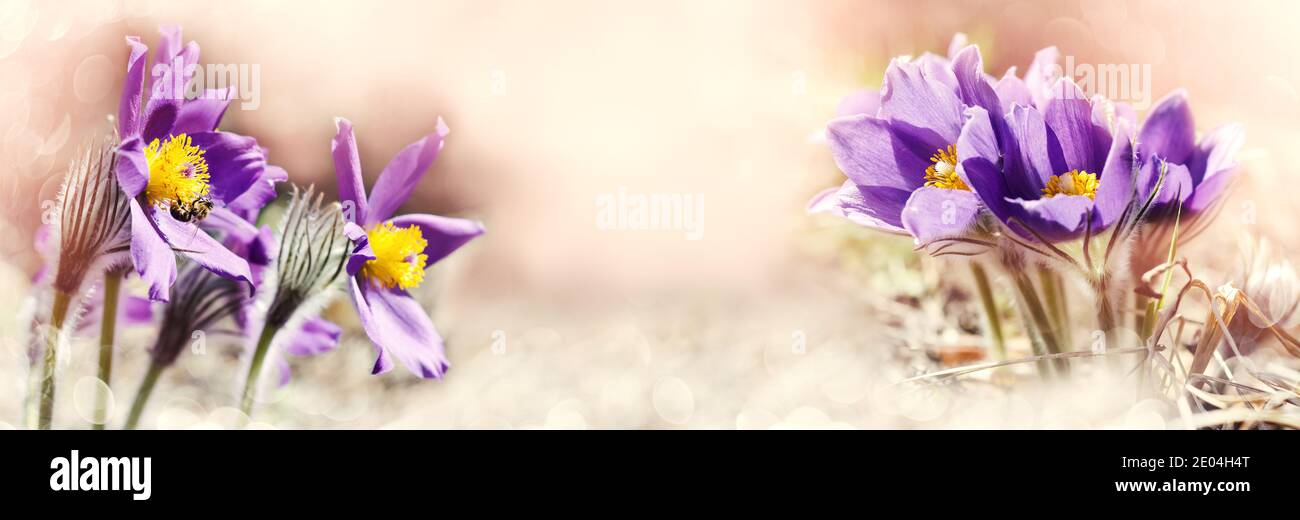 Defocused widescreen spring background with snowdrops. Selective focus, art design banner Stock Photo