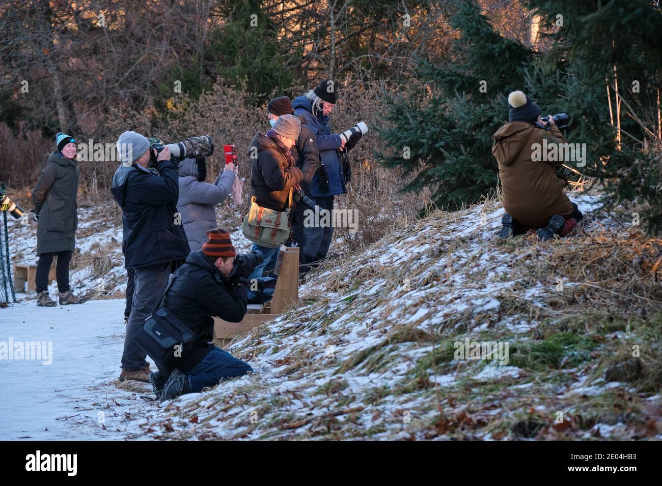 Ottawa, Canada.  December 29th, 2020.   A large group of photographers gather around a bird in the Fletcher Wildlife Garden on a brisk sunny afternoon. Stock Photo