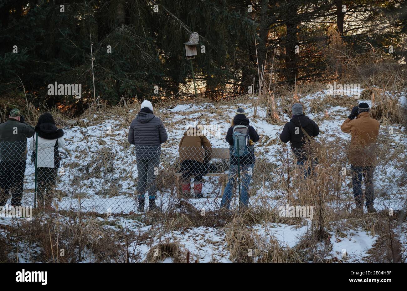 Ottawa, Canada.  December 29th, 2020.  With the province of Ontario in full lock-down due to the Covid 19 pandemic, locals turn to outdoors unorganised activities.  A large group of photographers gather around a Barred Owl in the Fletcher Wildlife Garden on a brisk sunny afternoon.  The bird has been hanging around Fletcher Wildlife Garden in the capital t Stock Photo