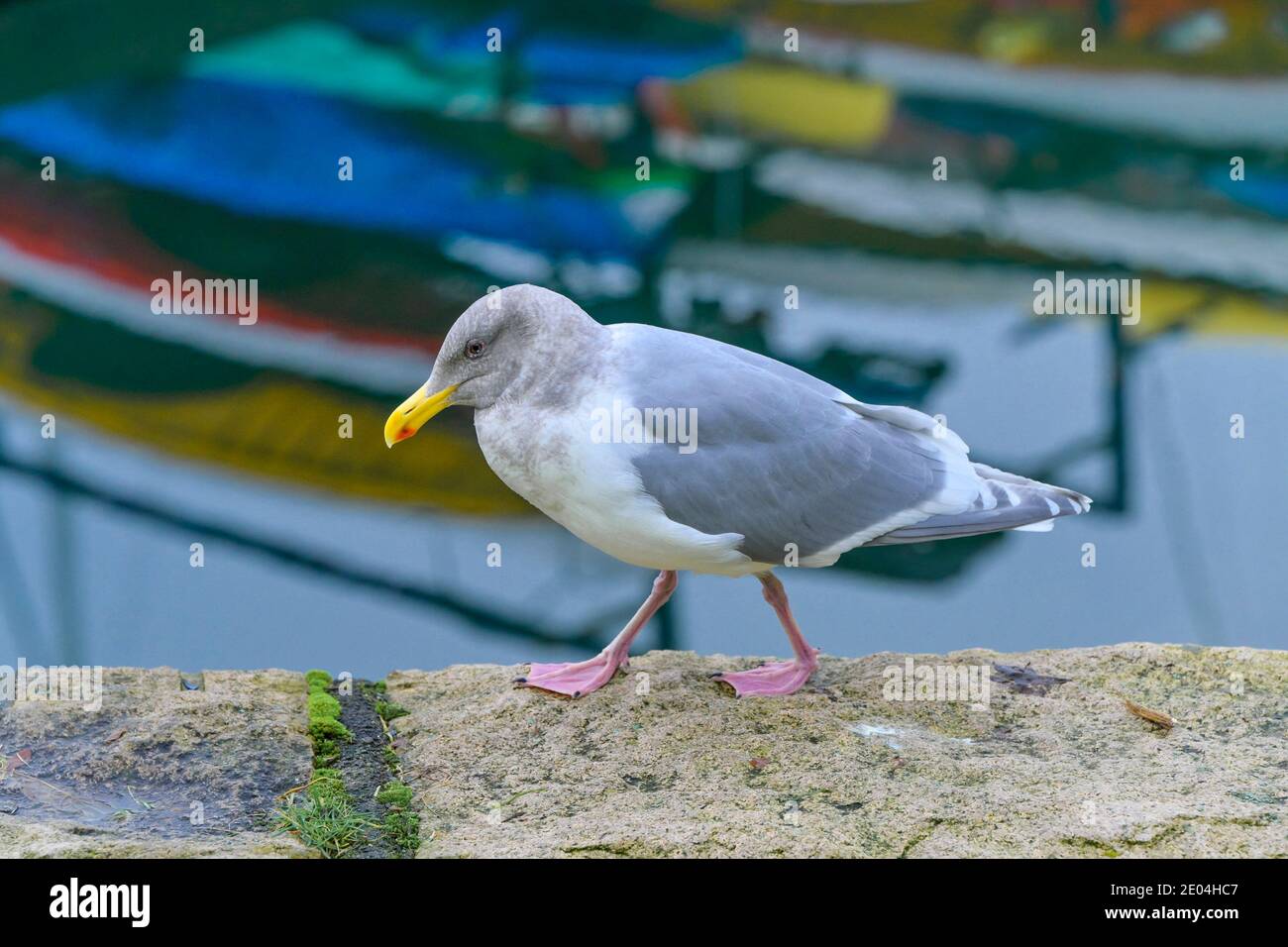 Glaucous-winged Gull, False Creek shoreline,  Vancouver, British Columbia, Canada Stock Photo