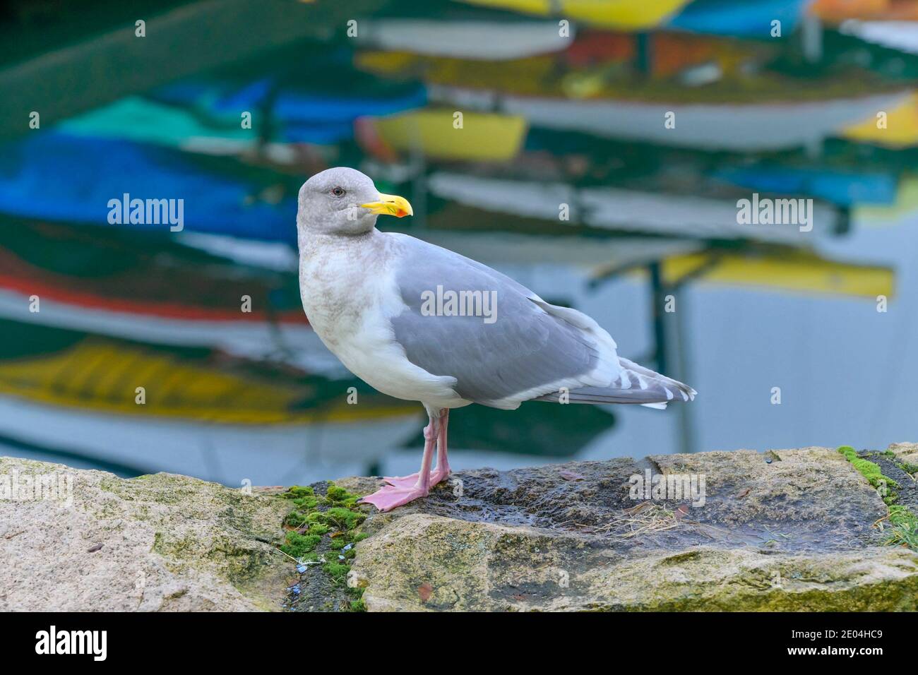 Glaucous-winged Gull, False Creek shoreline,  Vancouver, British Columbia, Canada Stock Photo