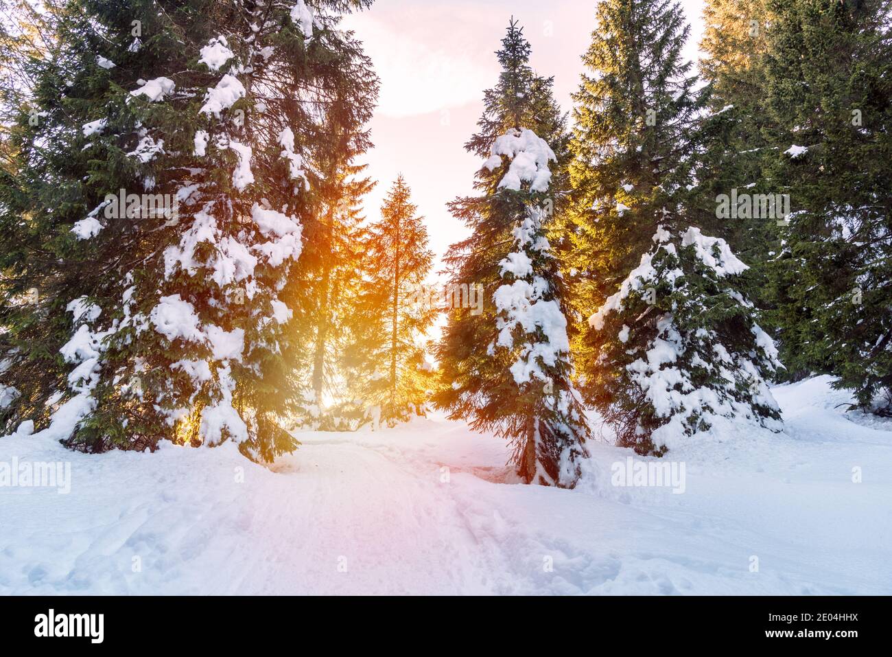 Empty path through a forest in the mountains at sunset Stock Photo - Alamy