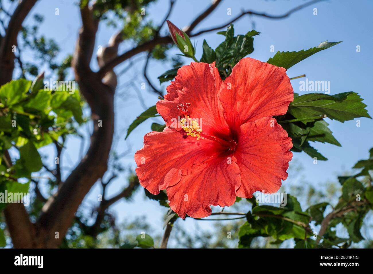 Closeup of a red hibiscus growing outside an art gallery in Islamorada in  the Florida Keys Stock Photo - Alamy