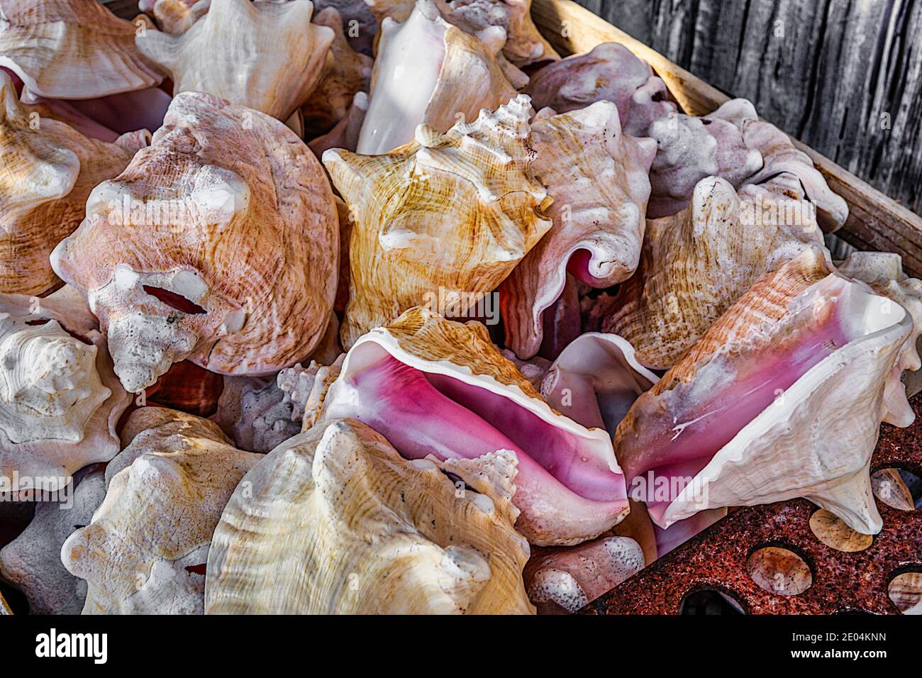 A crate of conch shells at an art gallery in Islamorada in the Florida