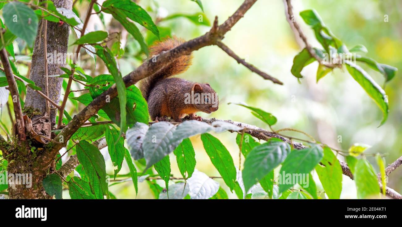 Panorama of a red tailed squirrel (Sciurus granatensis), Mindo, Ecuador. Stock Photo