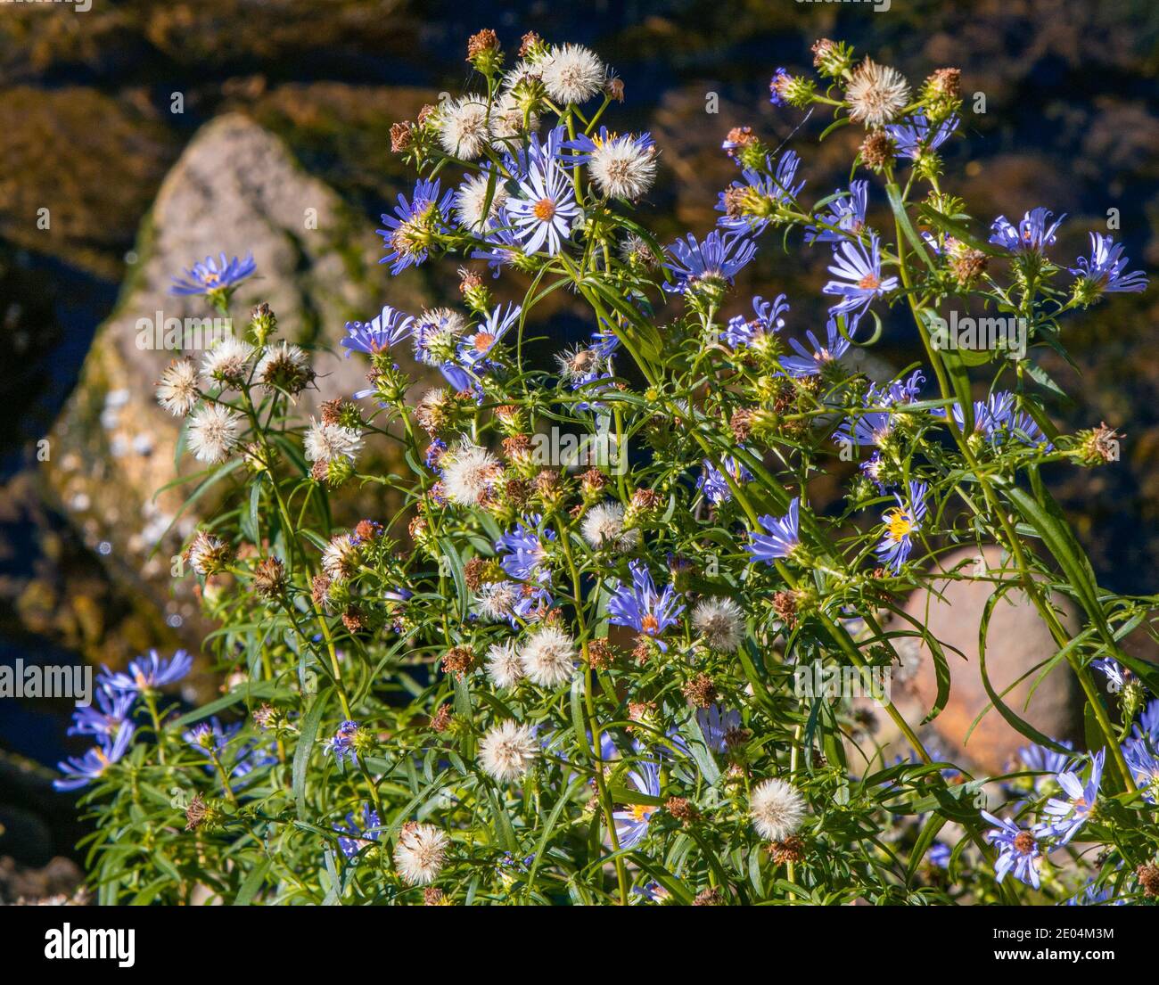 Colorful blue aster wildflowers in Grand Teton National park Stock Photo