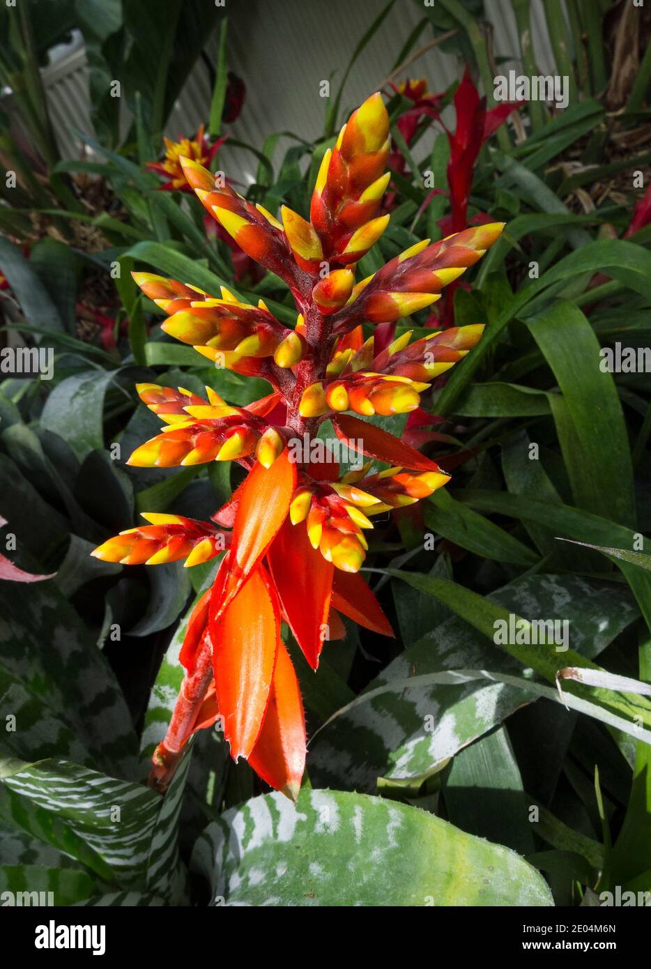The colourful red and yellow bloom spikes of a Bromeliad Aechmea Electra in a Toronto Ontario Greenhouse Stock Photo
