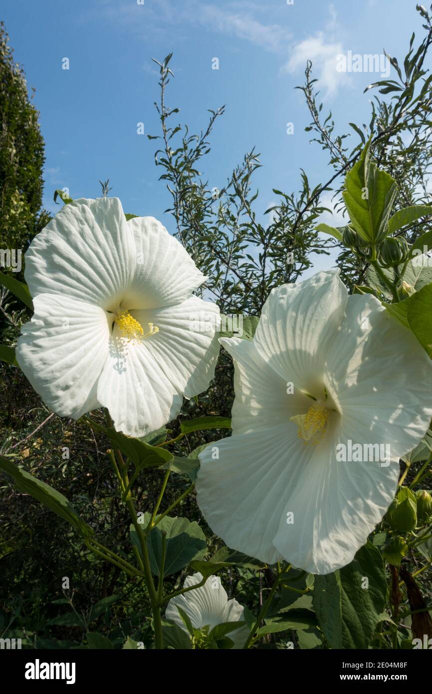 Two large white blooms of a hardy hibiscus in a Toronto garden Stock Photo